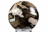 Polished Petrified Peanut Wood Sphere - Australia #341924-1